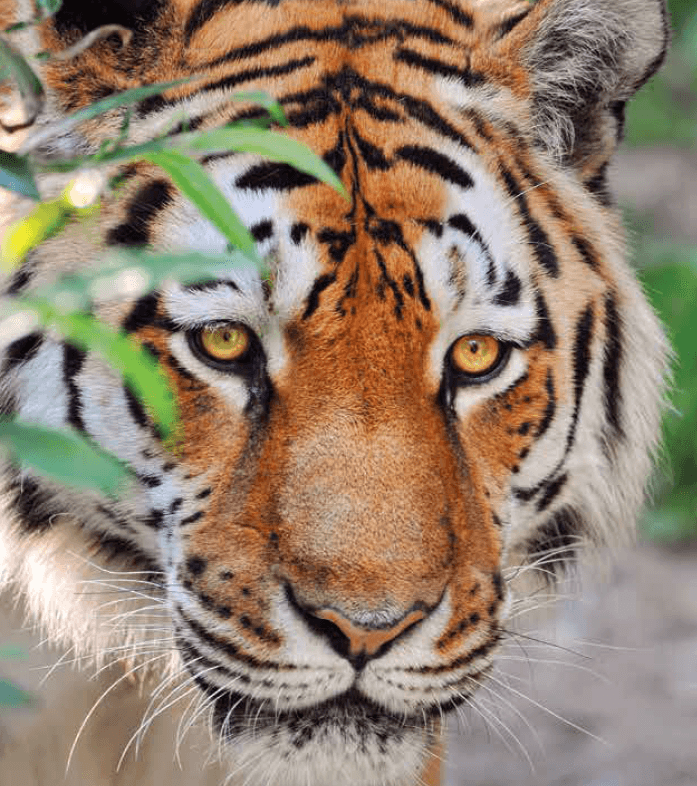 Philadelphia Zoo tiger - beneficiary of Philly Shamrock Run St. Patrick's Day 5K race
